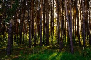 Sunbeams streaming through the pine trees and illuminating the young green foliage on the bushes in the pine forest in spring. photo