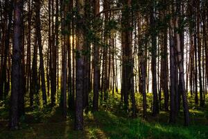 Sunbeams streaming through the pine trees and illuminating the young green foliage on the bushes in the pine forest in spring. photo