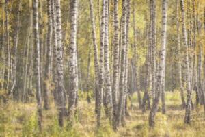 Birch trees with yellow foliage illuminated by the sun after rain behind wet glass in golden autumn. The concept of changing bad weather to good and falling leaves. Abstract landscape. photo
