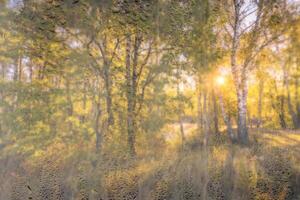 Birch trees with yellow foliage illuminated by the sun after rain behind wet glass in golden autumn. The concept of changing bad weather to good and falling leaves. Abstract landscape. photo