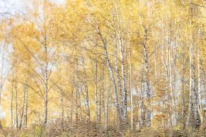 Birch trees with yellow foliage illuminated by the sun after rain behind wet glass in golden autumn. The concept of changing bad weather to good and falling leaves. Abstract landscape. photo