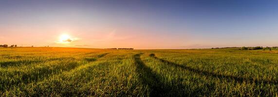 Sunset or sunrise in an agricultural field with ears of young green wheat and a path through it on a sunny day. The rays of the sun pushing through the clouds. photo