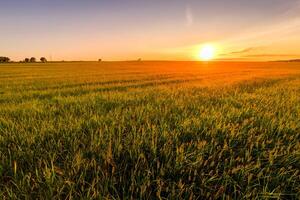 Sunset or sunrise in an agricultural field with ears of young green wheat on a sunny day. The rays of the sun pushing through the clouds. photo