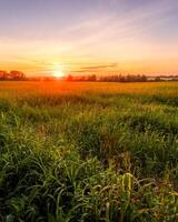 Sunset or sunrise in an agricultural field with ears of young green wheat on a sunny day. The rays of the sun pushing through the clouds. photo