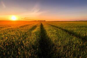 Sunset or sunrise in an agricultural field with ears of young green wheat and a path through it on a sunny day. The rays of the sun pushing through the clouds. photo