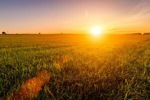 Sunset or sunrise in an agricultural field with ears of young green wheat on a sunny day. The rays of the sun pushing through the clouds. photo