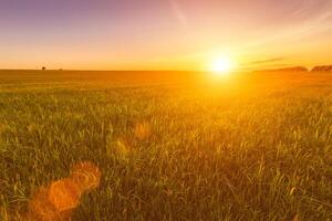 Sunset or sunrise in an agricultural field with ears of young green wheat and a path through it on a sunny day. The rays of the sun pushing through the clouds. photo