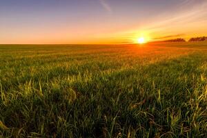 Sunset or sunrise in an agricultural field with ears of young green wheat and a path through it on a sunny day. The rays of the sun pushing through the clouds. photo