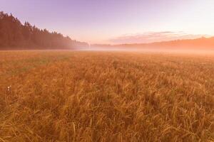 Twilight in an agricultural field with fog and golden rye covered with dew on an early summer morning. photo