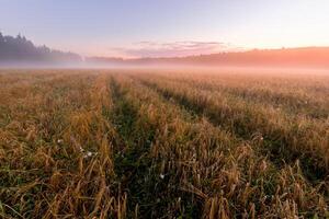 Twilight in an agricultural field with fog, path and golden rye covered with dew on an early summer morning. photo