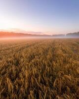 Twilight in an agricultural field with fog and golden rye covered with dew on an early summer morning. photo