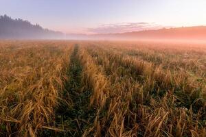 Twilight in an agricultural field with fog, path and golden rye covered with dew on an early summer morning. photo