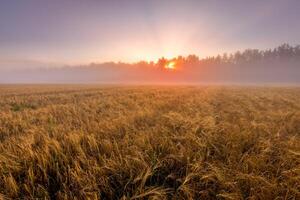 Sunrise in an agricultural field with sunbeams through the fog and golden rye covered with dew on an early summer morning. photo