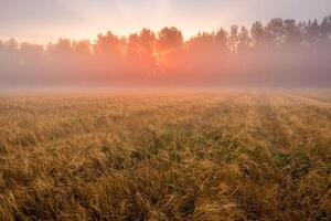 Sunrise in an agricultural field with sunbeams through the fog and golden rye covered with dew on an early summer morning. photo