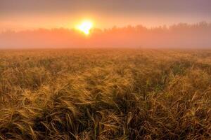 Sunrise in an agricultural field with fog and golden rye covered with dew on an early summer morning. photo
