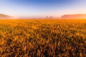 Sunrise in an agricultural field with fog and golden rye covered with dew on an early summer morning. photo