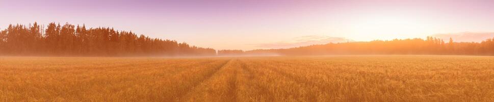 Twilight in an agricultural field with fog, path and golden rye covered with dew on an early summer morning. photo