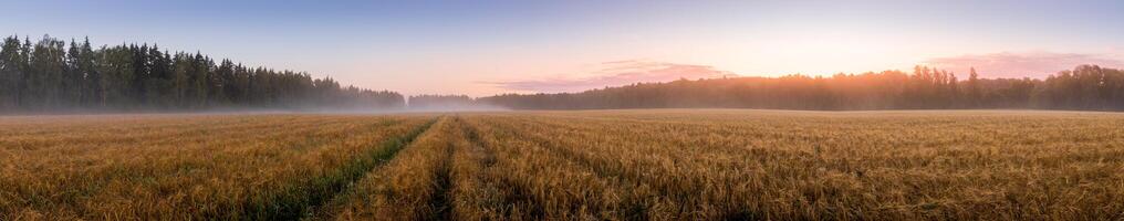 Twilight in an agricultural field with fog, path and golden rye covered with dew on an early summer morning. photo