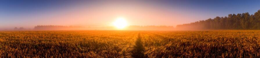 Sunrise in an agricultural field with fog, path and golden rye covered with dew on an early summer morning. photo