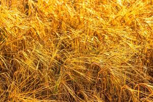 Sunrise in an agricultural field with golden ears of ripe rye covered with dew in the early morning. The glare of the sun is reflected in the drops. photo