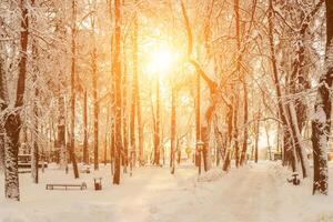 Winter park with trees covered with snow. photo