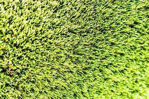 Artificial green grass or needles texture. photo