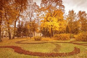 Leaf fall in the park in autumn with maples. photo