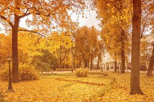 Leaf fall in the park in autumn with maples. photo