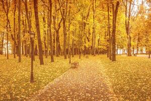 Leaf fall in the park in autumn with maples. photo