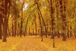 Leaf fall in the park in autumn with maples. photo