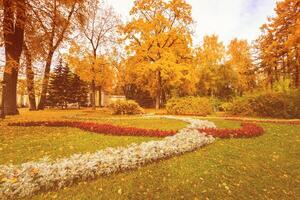 Leaf fall in the park in autumn with maples. photo