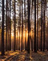 Sunrise in the spring pine forest with last snow. Sunbeams shining through the haze between pine trunk photo