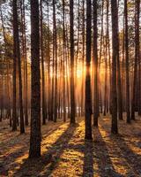 Sunrise in the spring pine forest with last snow. Sunbeams shining through the haze between pine trunk photo