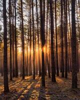 Sunrise in the spring pine forest with last snow. Sunbeams shining through the haze between pine trunk photo