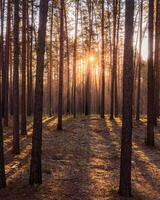 Sunrise in the spring pine forest. Sunbeams shining through the haze between pine trunk photo