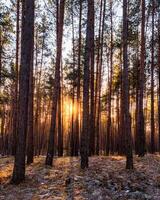 Sunrise in the spring pine forest with last snow. Sunbeams shining through the haze between pine trunk photo