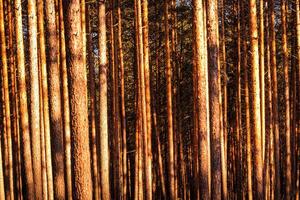 Sunbeams illuminating the trunks of pine trees at sunset or dawn in a spring forest. photo