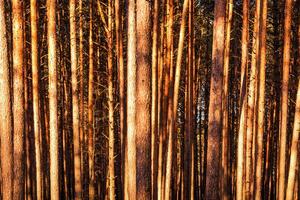 Sunbeams illuminating the trunks of pine trees at sunset or dawn in a spring forest. photo