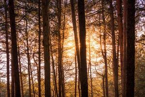 Sunrise in the spring pine forest. Sunbeams shining through the haze between pine trunk photo