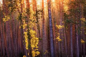 Sunrise in the spring pine forest. Sunbeams shining through the haze between pine trunk photo