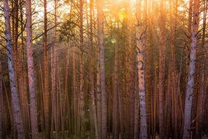 Sunrise in the spring pine forest. Sunbeams shining through the haze between pine trunk photo
