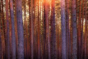 Sunrise in the spring pine forest. Sunbeams shining through the haze between pine trunk photo