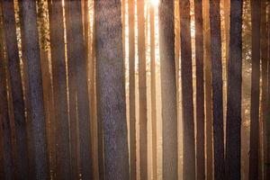 Sunrise in the spring pine forest. Sunbeams shining through the haze between pine trunk photo