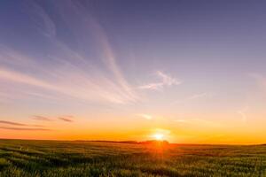 Sunset or sunrise in an agricultural field with ears of young green rye and a path through it on a sunny day. The rays of the sun pushing through the clouds. photo