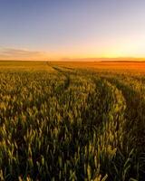 Sunset or sunrise in an agricultural field with ears of young green rye and a path through it on a sunny day. The rays of the sun pushing through the clouds. photo