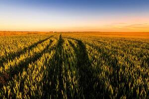 Sunset or sunrise in an agricultural field with ears of young green rye and a path through it on a sunny day. The rays of the sun pushing through the clouds. photo