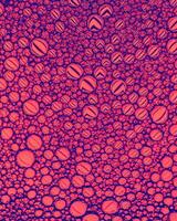 Top view on colorful drops of oil on the water. Circles and ovals. photo