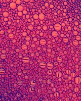 Top view on colorful drops of oil on the water. Circles and ovals. photo