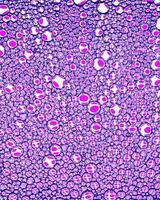 Top view on colorful drops of oil on the water. Circles and ovals. photo