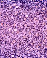 Top view on colorful drops of oil on the water. Circles and ovals. photo